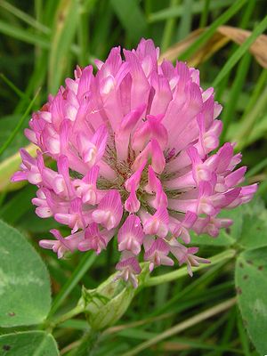 Red clover (Trifolium pratense), Wellington, N...