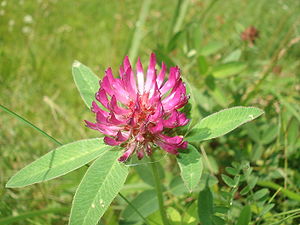 Red Clover (Trifolium pratense)