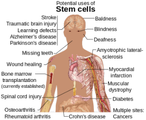 350px-stem_cell_treatments-svg