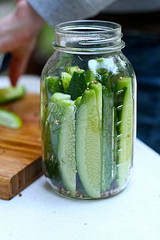 Making Quick Dill Pickles