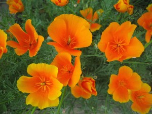 800px-california_poppy_28eschscholzia_californica29_-_22