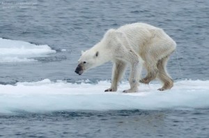 photo credit: Starving female polar bear. Kerstin Langenberger Photography