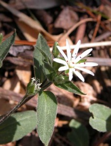 Chickweed