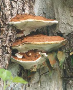 Ganoderma 3