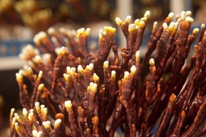 Hokkaido_Reishi's_Deer_Horn_Shape_Reishi