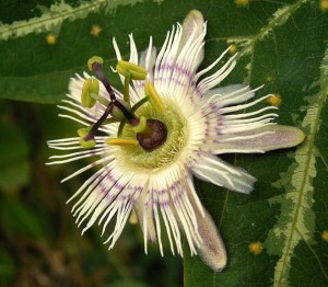 Passiflora_01_ies