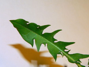 Dandelion leaf, by Greg Hume 