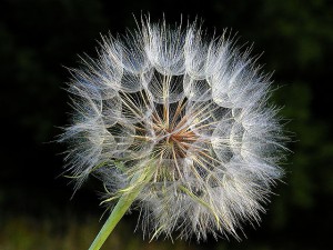 Taraxicum seed stage