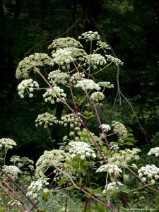 angelica