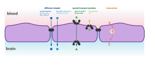 BBB and junctions