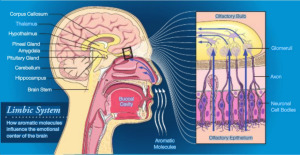 BBB and nose limbic system