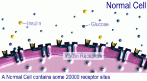 Normal cell