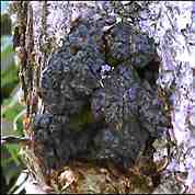 chaga_inonotus_obliquus--01