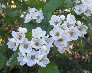 crataegus-grayana