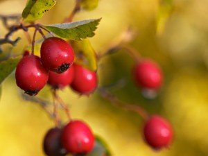 crataegus_xgrignonensis