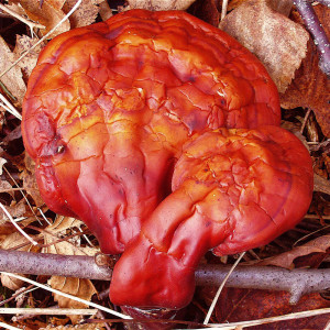 ganoderma_lucidum BPotD