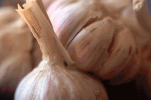 garlic