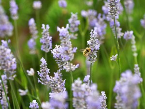 lavandula_provence