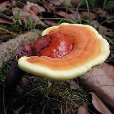 Reishi on log