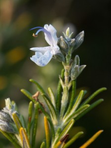 rosmarinus_officinalis_trusty