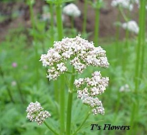 Valerian